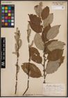 Foto von Salix caprea L.